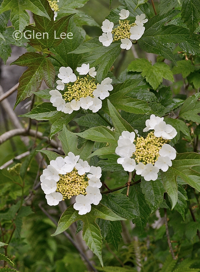 Viburnum opulus var. americanum photos Saskatchewan Wildflowers